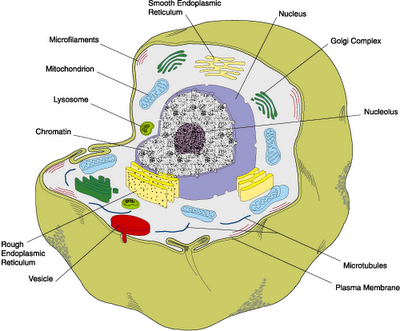 plant and animal cell worksheets. Animal Cell Coloring Diagram.